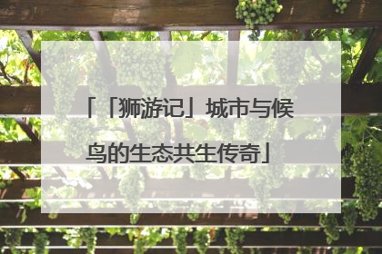 「狮游记」城市与候鸟的生态共生传奇