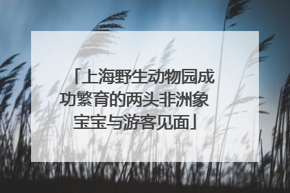 上海野生动物园成功繁育的两头非洲象宝宝与游客见面