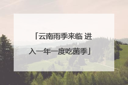 云南雨季来临 进入一年一度吃菌季