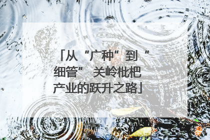 从“广种”到“细管” 关岭枇杷产业的跃升之路