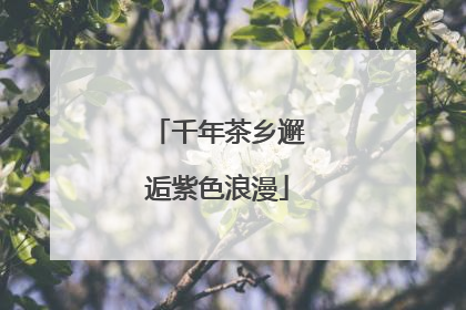 千年茶乡邂逅紫色浪漫