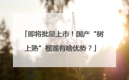 即将批量上市！国产“树上熟”榴莲有啥优势？
