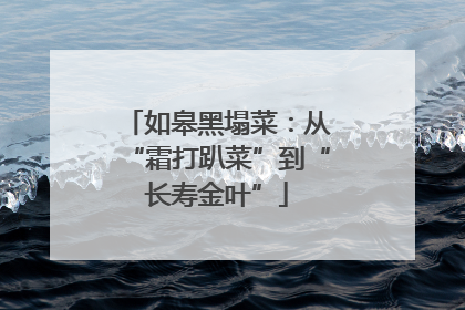如皋黑塌菜：从“霜打趴菜”到“长寿金叶”
