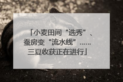 小麦田间“选秀”、蚕房变“流水线”……三夏收获正在进行
