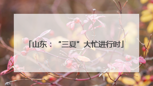 山东：“三夏”大忙进行时