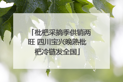 枇杷采摘季供销两旺 四川宝兴晚熟枇杷冷链发全国