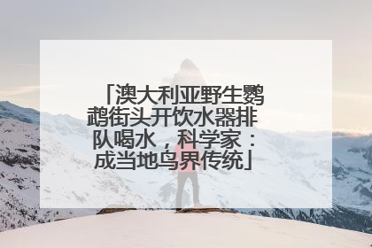澳大利亚野生鹦鹉街头开饮水器排队喝水，科学家：成当地鸟界传统
