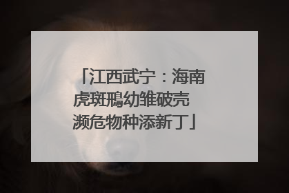 江西武宁：海南虎斑鳽幼雏破壳 濒危物种添新丁
