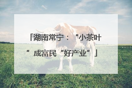 湖南常宁：“小茶叶”成富民“好产业”