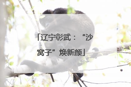 辽宁彰武：“沙窝子”焕新颜
