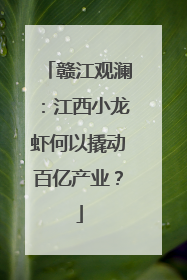 赣江观澜：江西小龙虾何以撬动百亿产业？