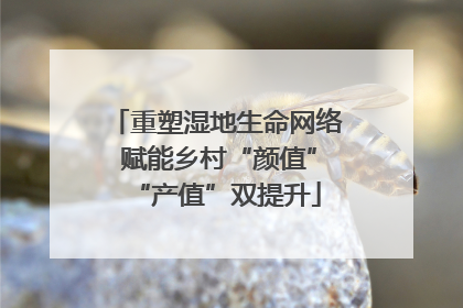 重塑湿地生命网络 赋能乡村“颜值”“产值”双提升