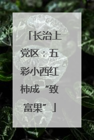 长治上党区：五彩小西红柿成“致富果”