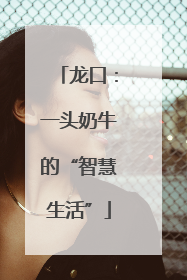龙口：一头奶牛的“智慧生活”
