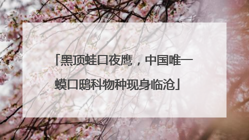 黑顶蛙口夜鹰，中国唯一蟆口鸱科物种现身临沧