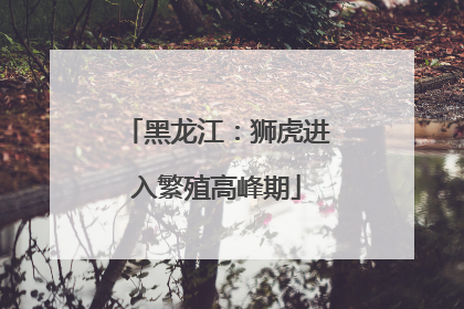 黑龙江：狮虎进入繁殖高峰期