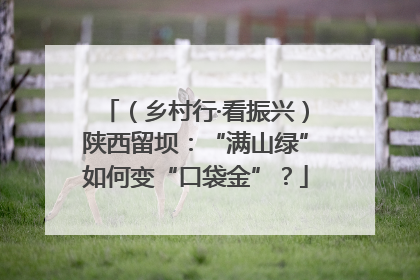 （乡村行·看振兴）陕西留坝：“满山绿”如何变“口袋金”？