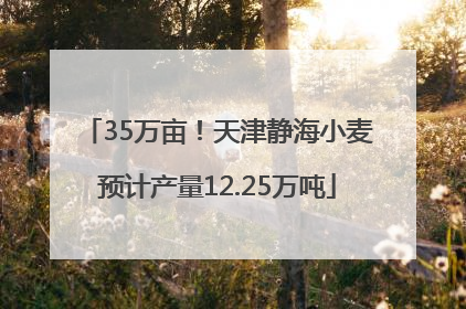 35万亩！天津静海小麦预计产量12.25万吨